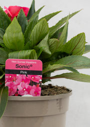 Impatiens 'New Guinea Pink'