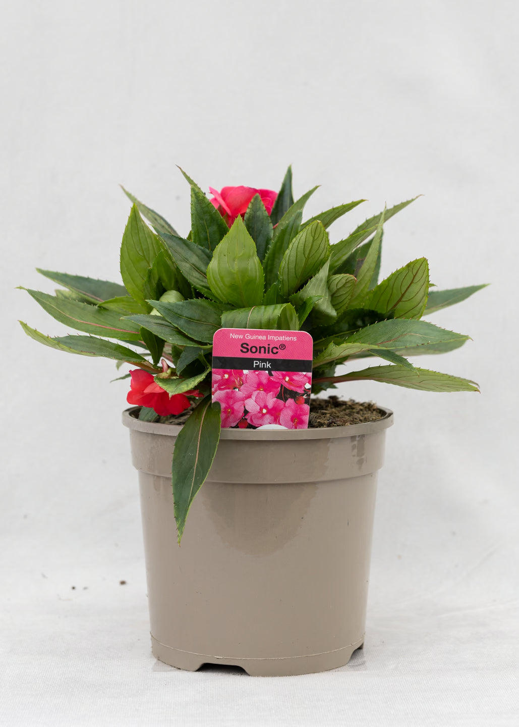 Impatiens 'New Guinea Pink'