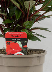 Impatiens 'New Guinea Dark Red'