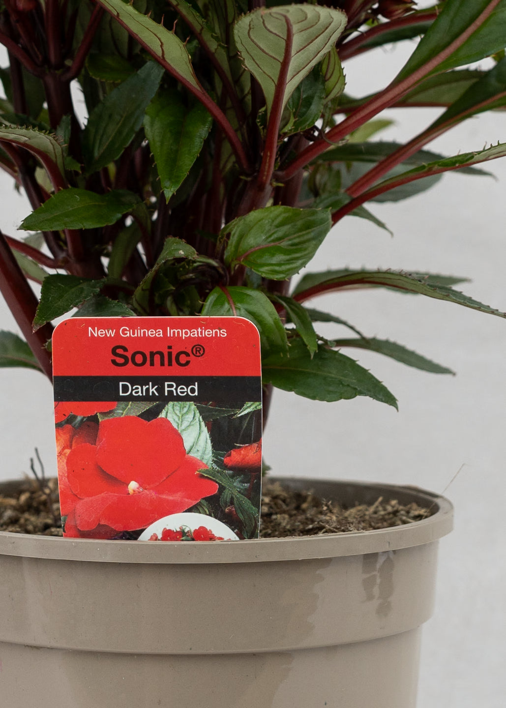 Impatiens 'New Guinea Dark Red'