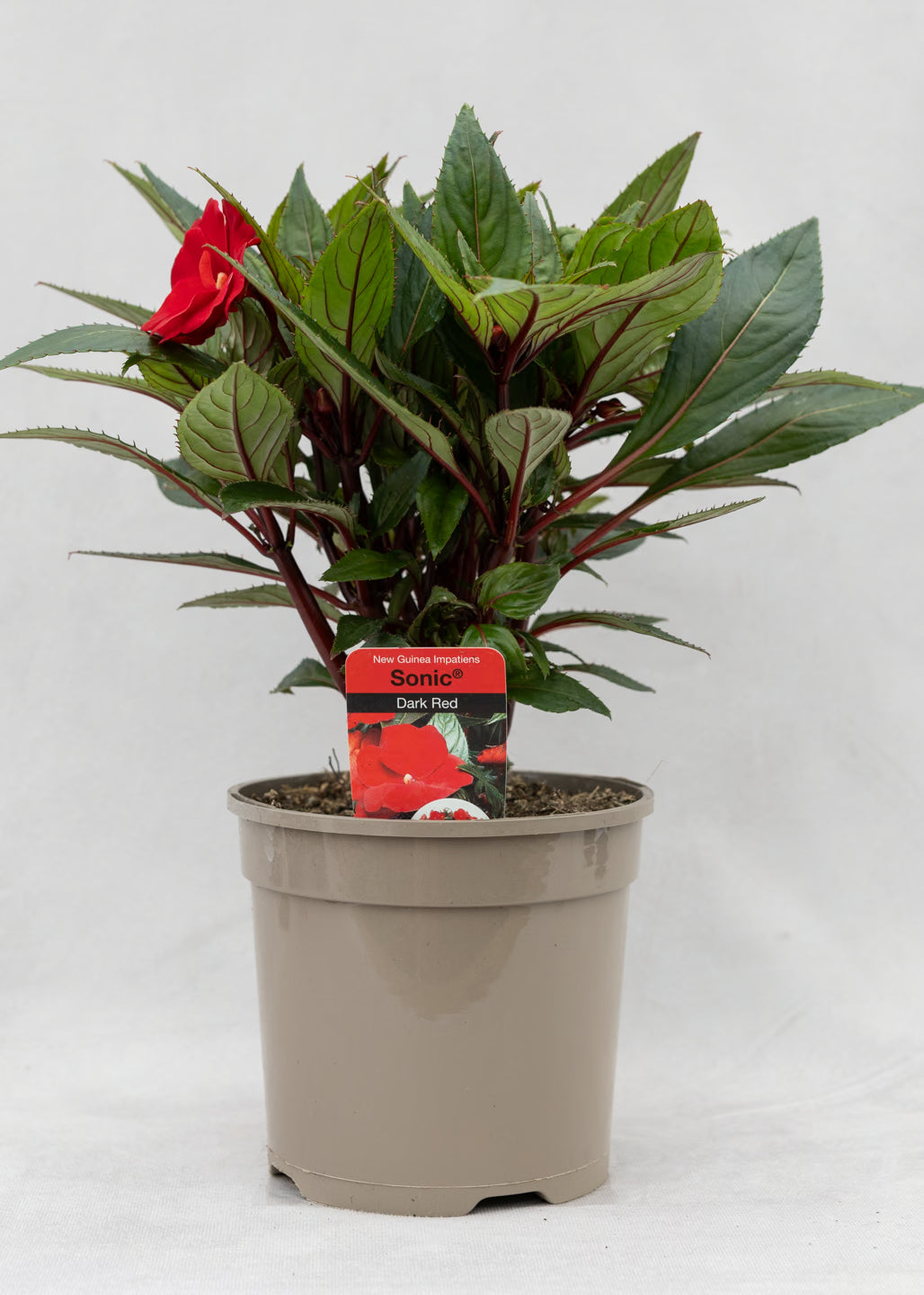 Impatiens 'New Guinea Dark Red'