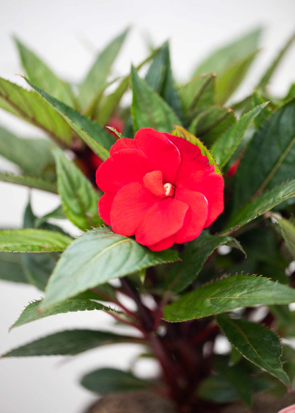 Impatiens 'New Guinea Dark Red'