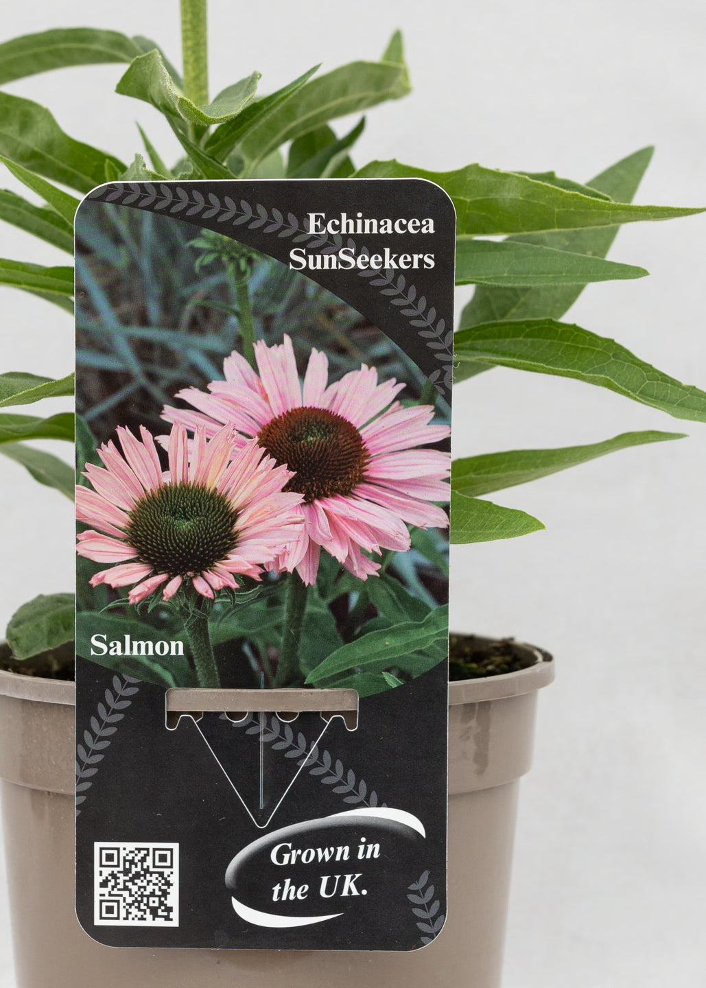 Echinacea 'Sunseekers' Salmon