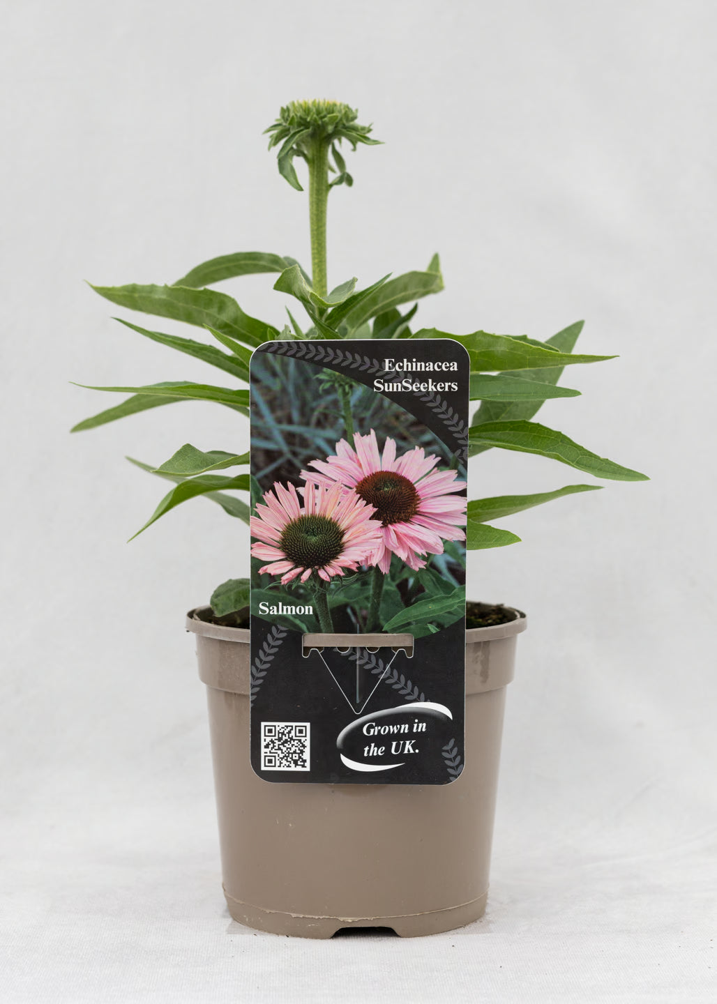 Echinacea 'Sunseekers' Salmon