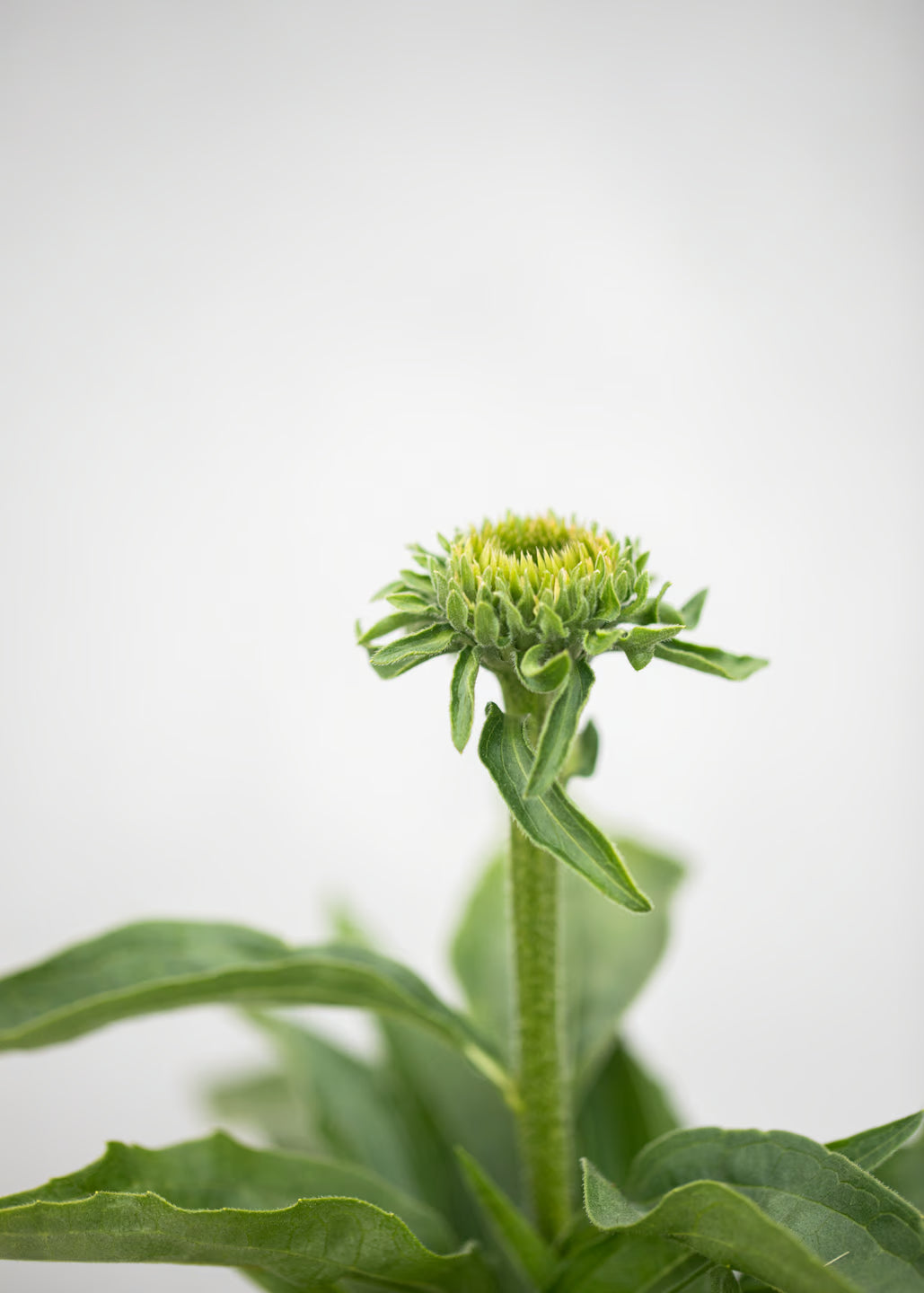 Echinacea 'Sunseekers' Apple Green