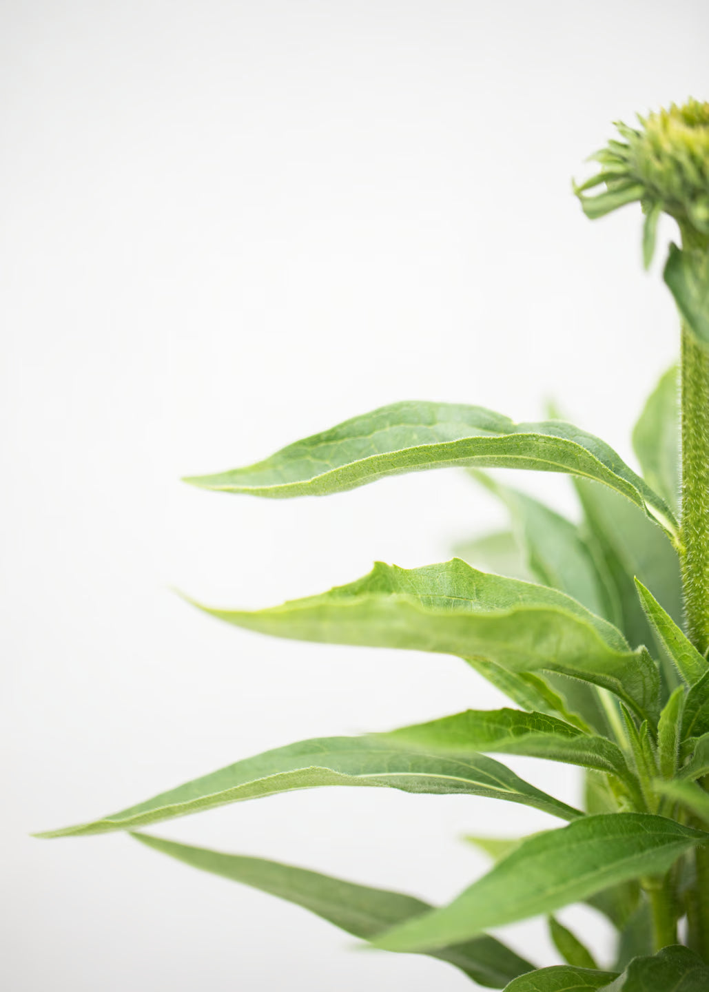 Echinacea 'Sunseekers' Apple Green