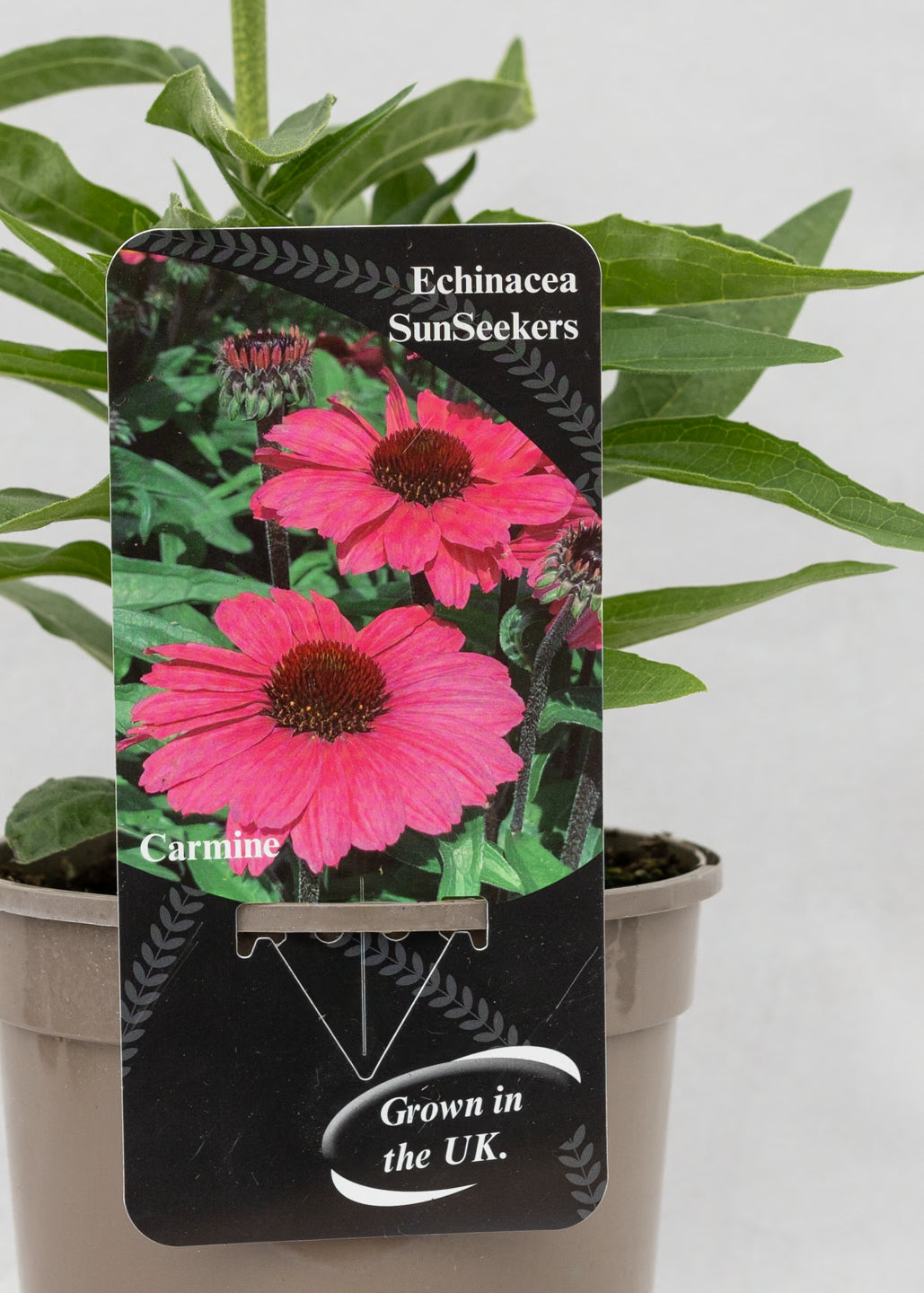 Echinacea 'Sunseekers' Carmine