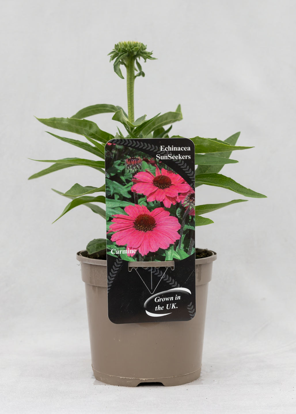 Echinacea 'Sunseekers' Carmine