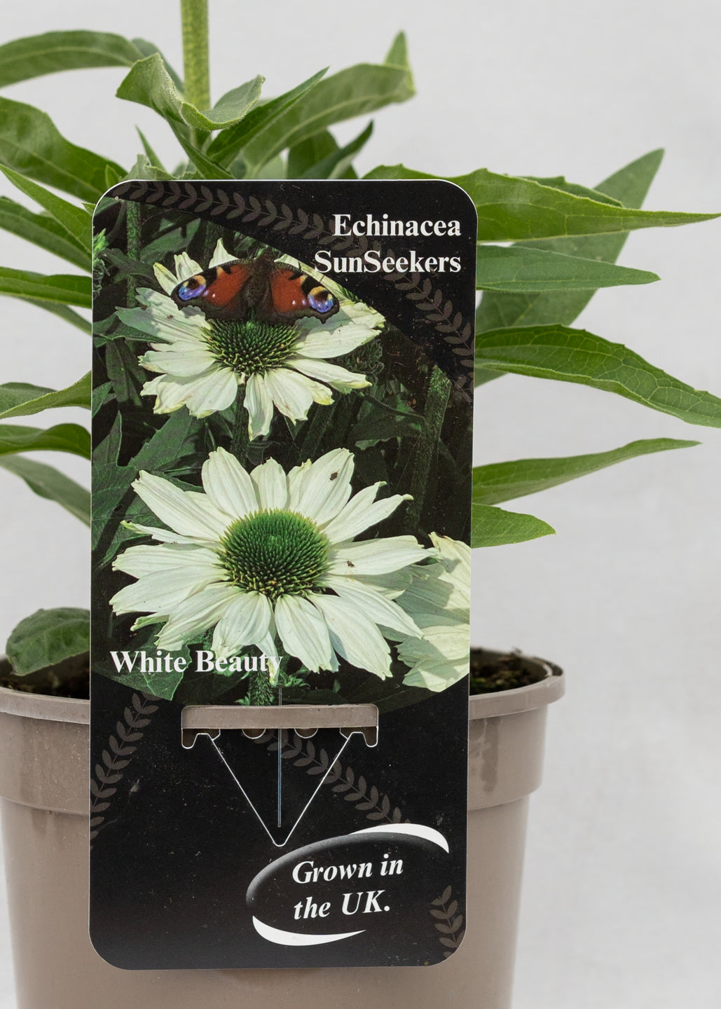 Echinacea 'Sunseekers' White Beauty