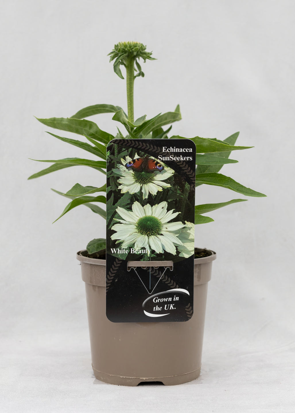 Echinacea 'Sunseekers' White Beauty