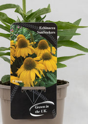 Echinacea 'Sunseekers' Citrus
