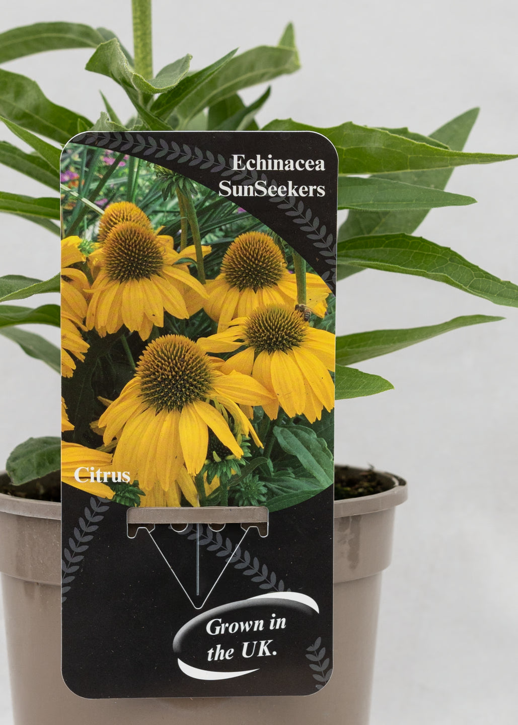 Echinacea 'Sunseekers' Citrus