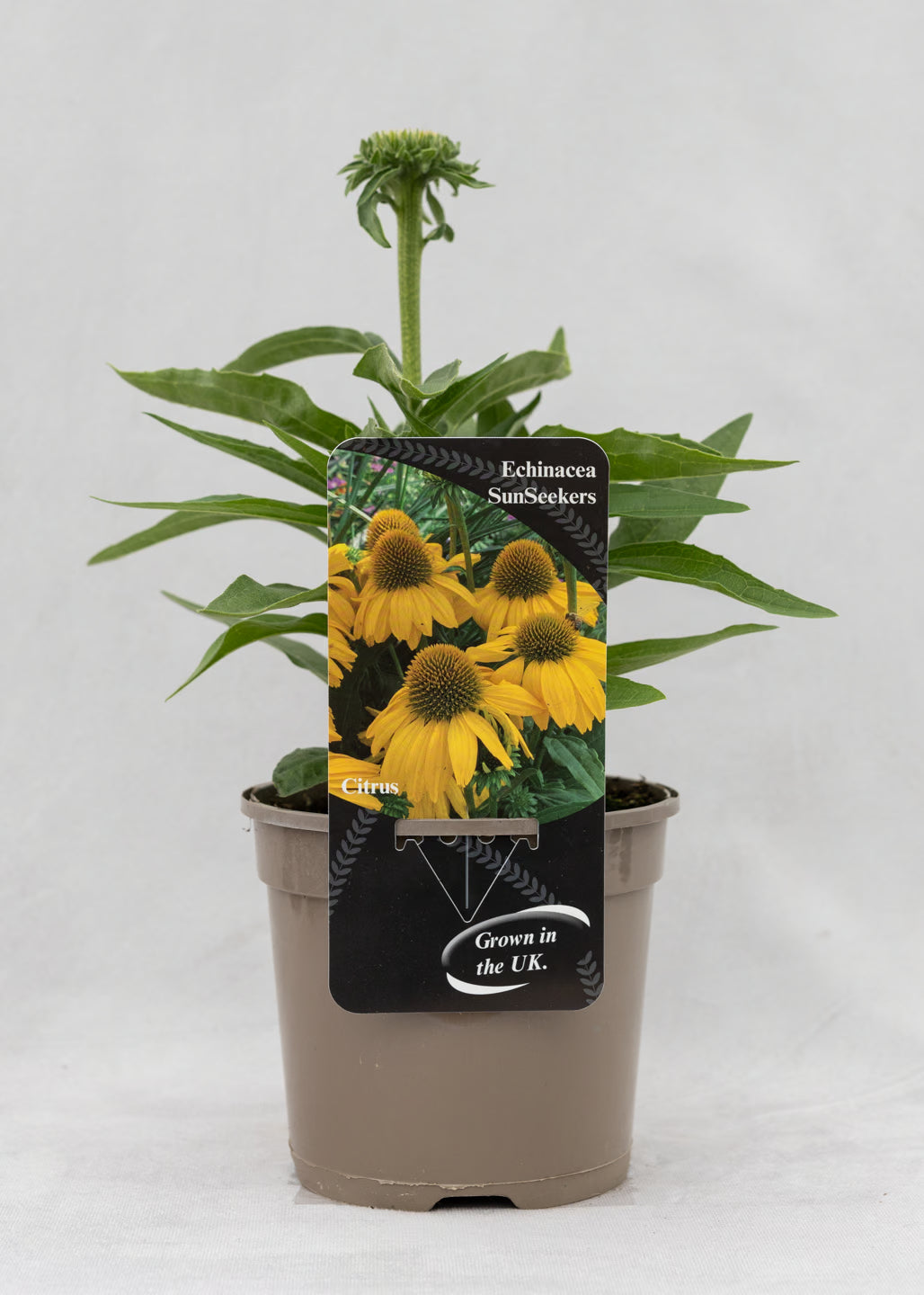 Echinacea 'Sunseekers' Citrus