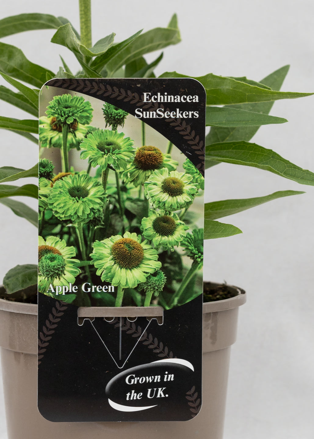 Echinacea 'Sunseekers' Apple Green