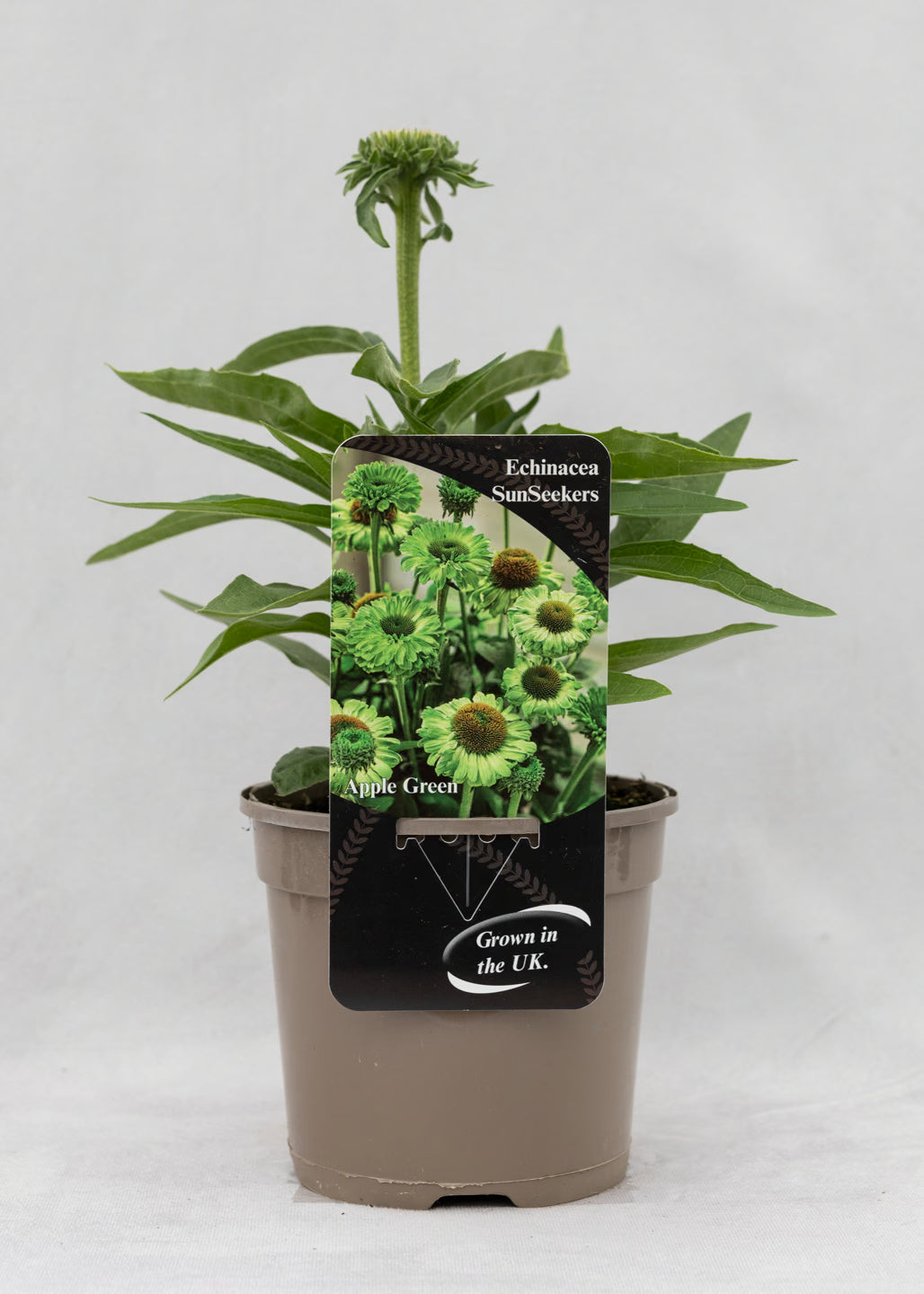 Echinacea 'Sunseekers' Apple Green