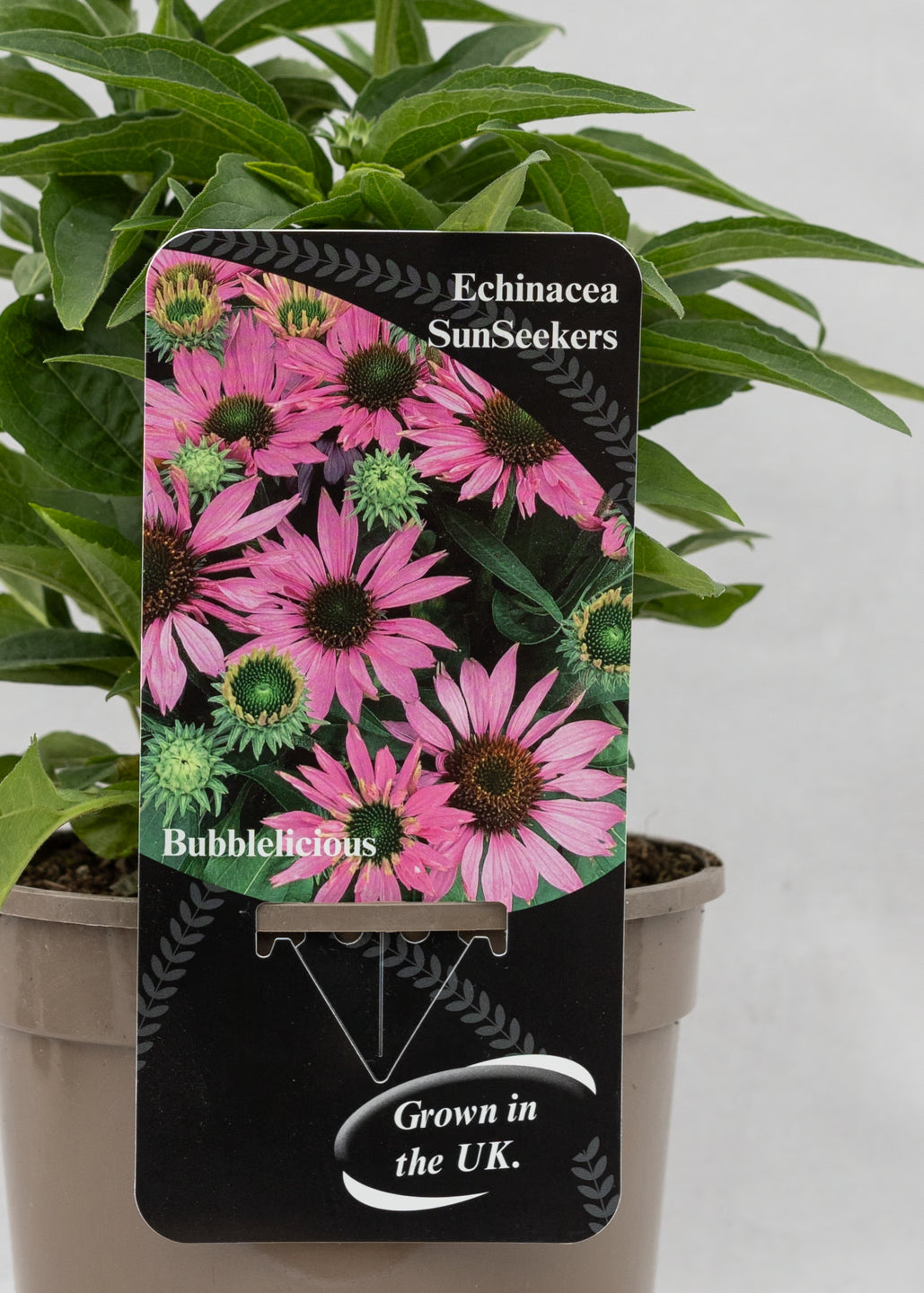 Echinacea 'Sunseekers' Bubblelicious