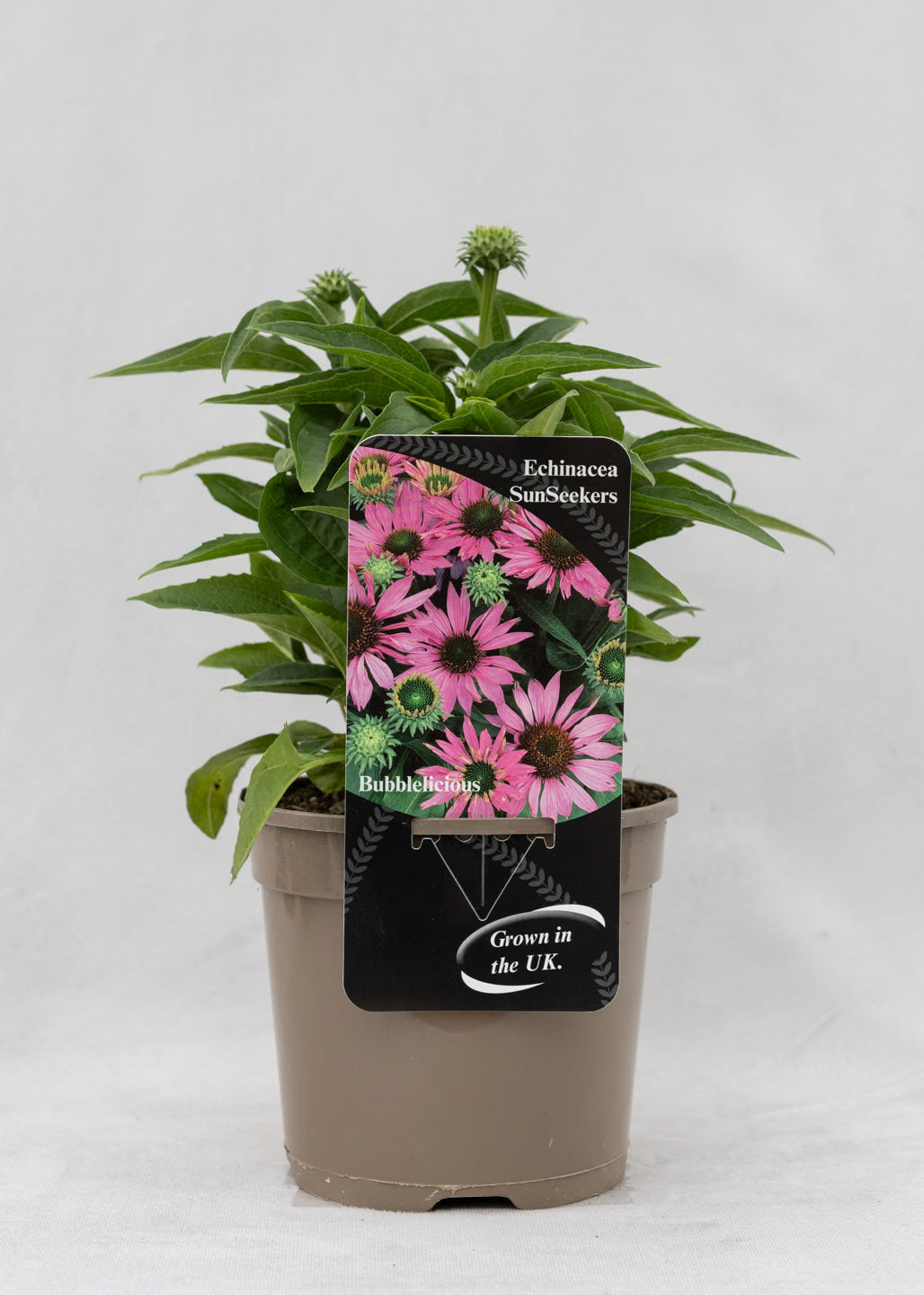 Echinacea 'Sunseekers' Bubblelicious