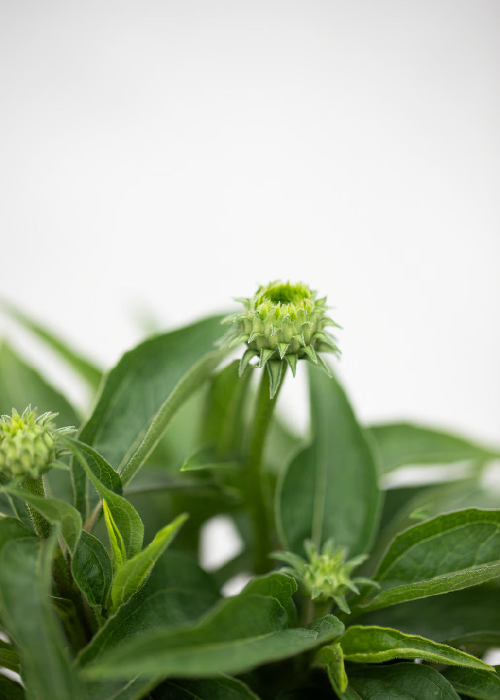 Echinacea 'Sunseekers' Bubblelicious