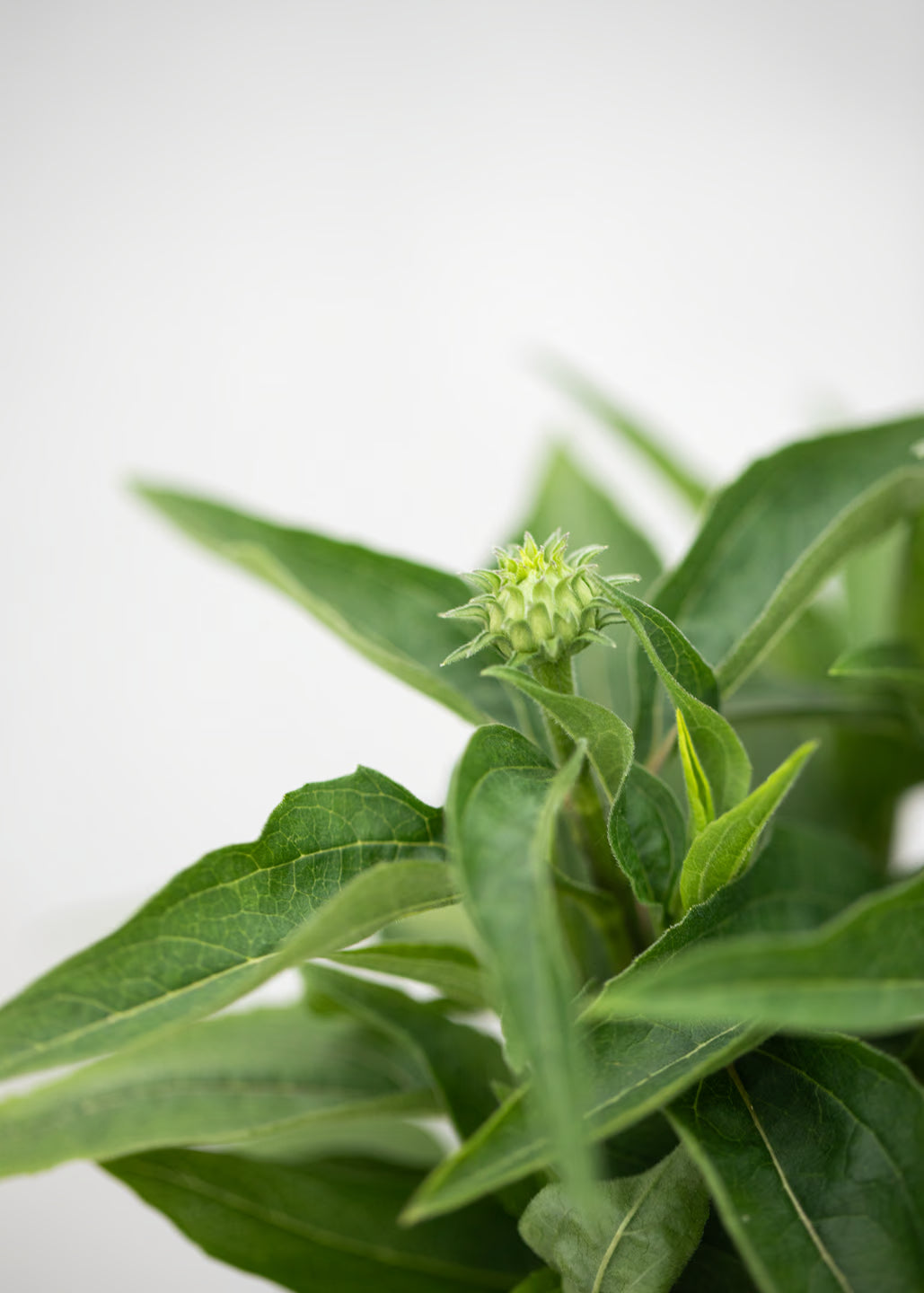 Echinacea 'Sunseekers' Bubblelicious