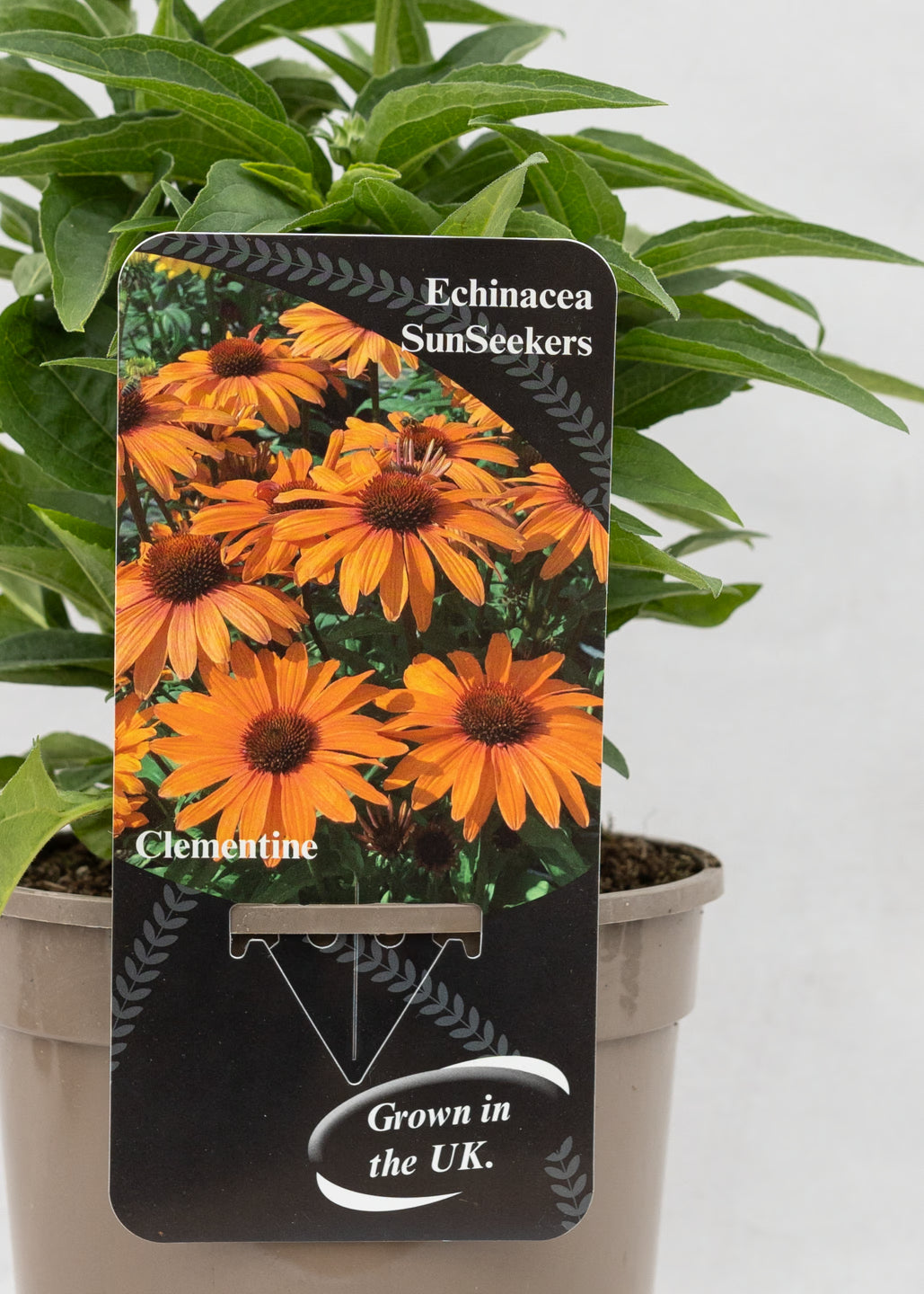 Echinacea 'Sunseekers' Clementine