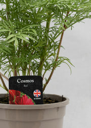 Cosmos bipinnatus 'Casanova Red'