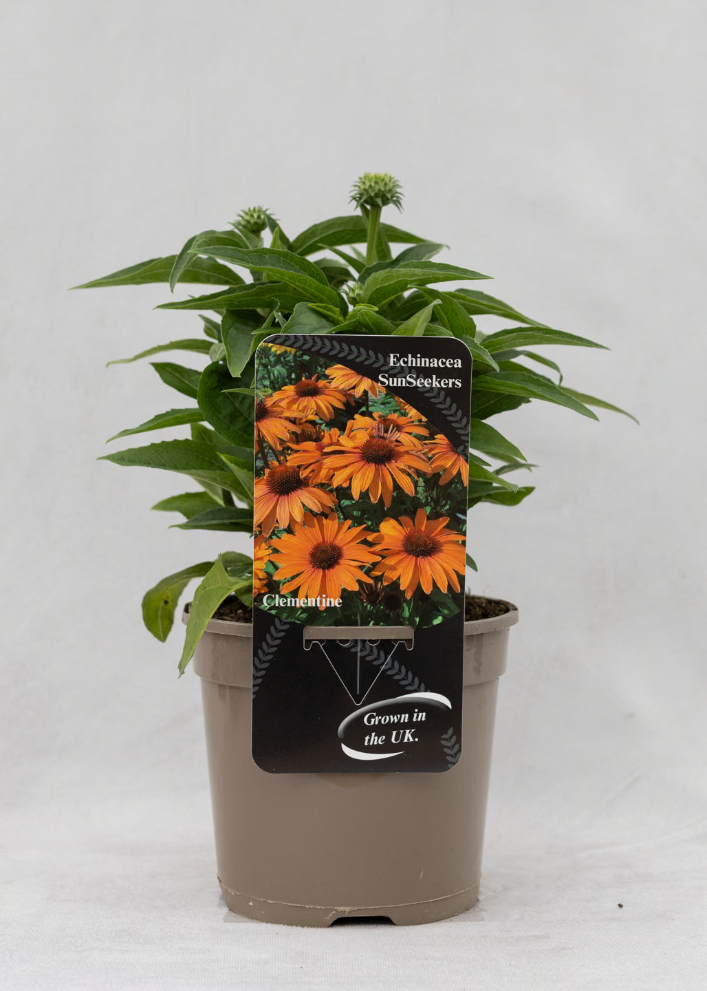 Echinacea 'Sunseekers' Clementine