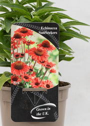 Echinacea 'Sunseekers' Red