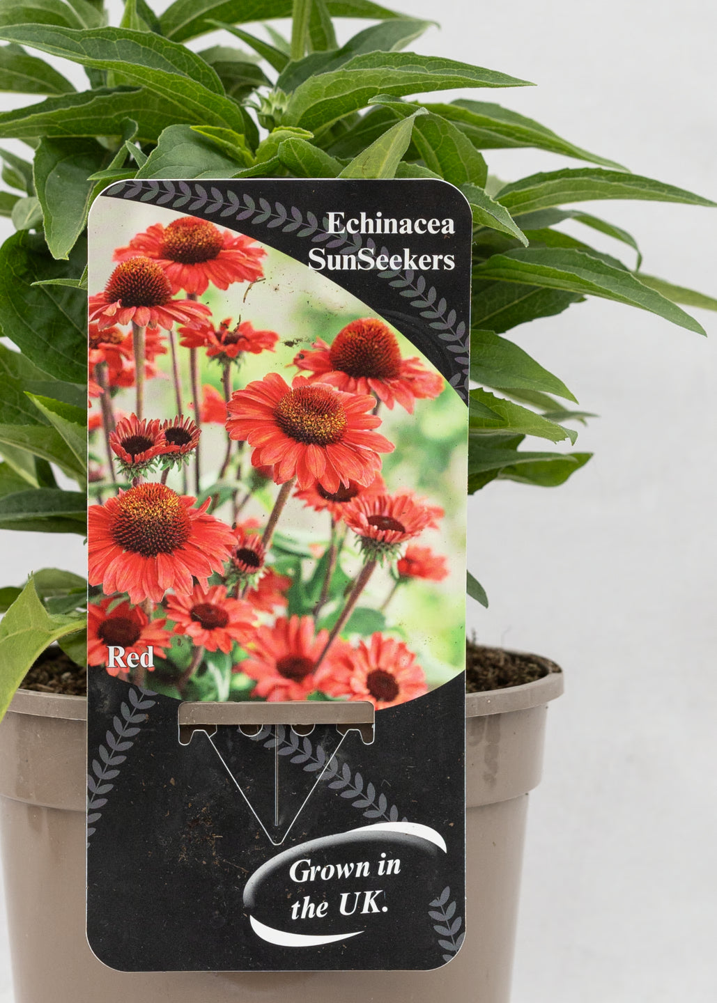 Echinacea 'Sunseekers' Red