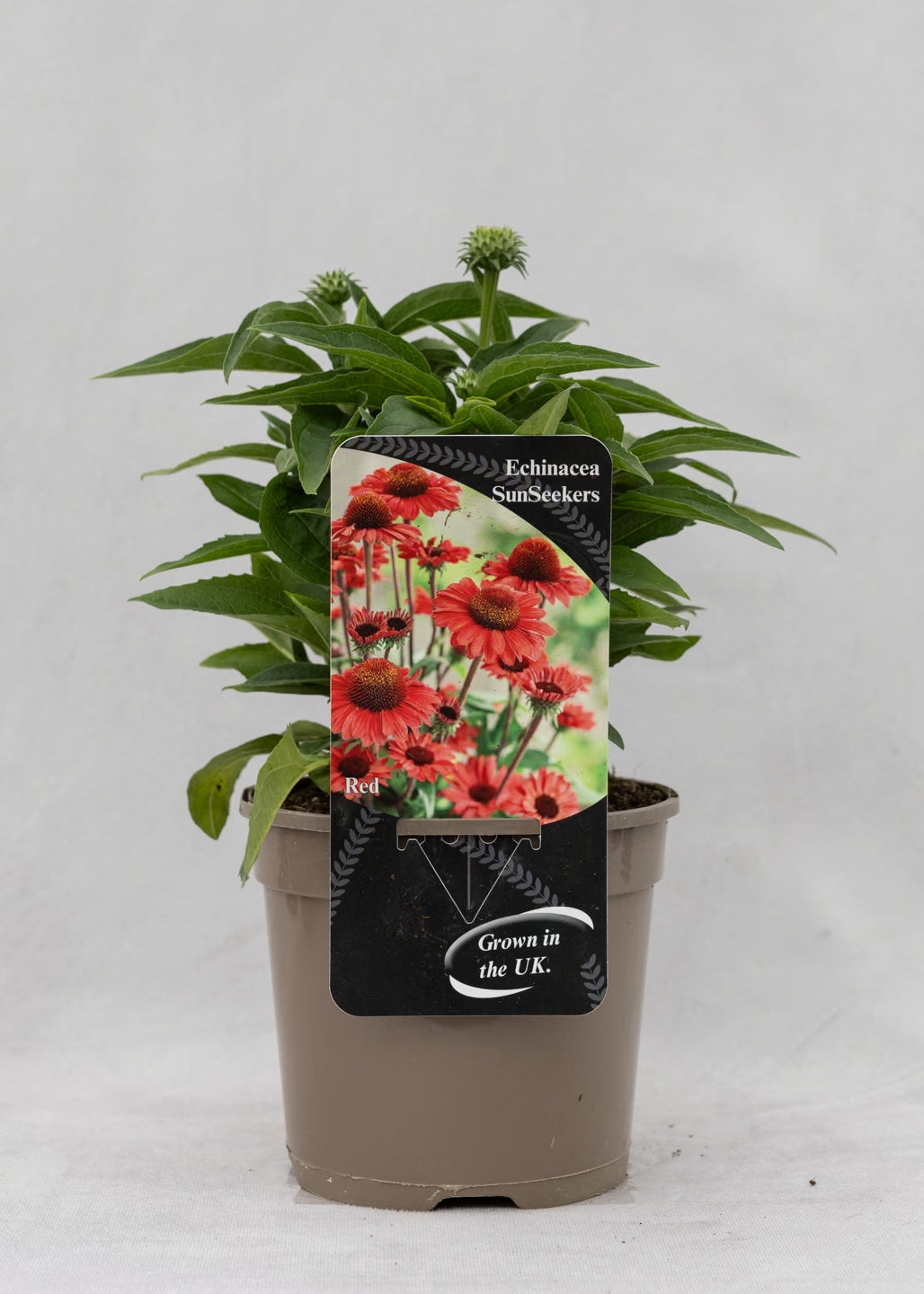 Echinacea 'Sunseekers' Red