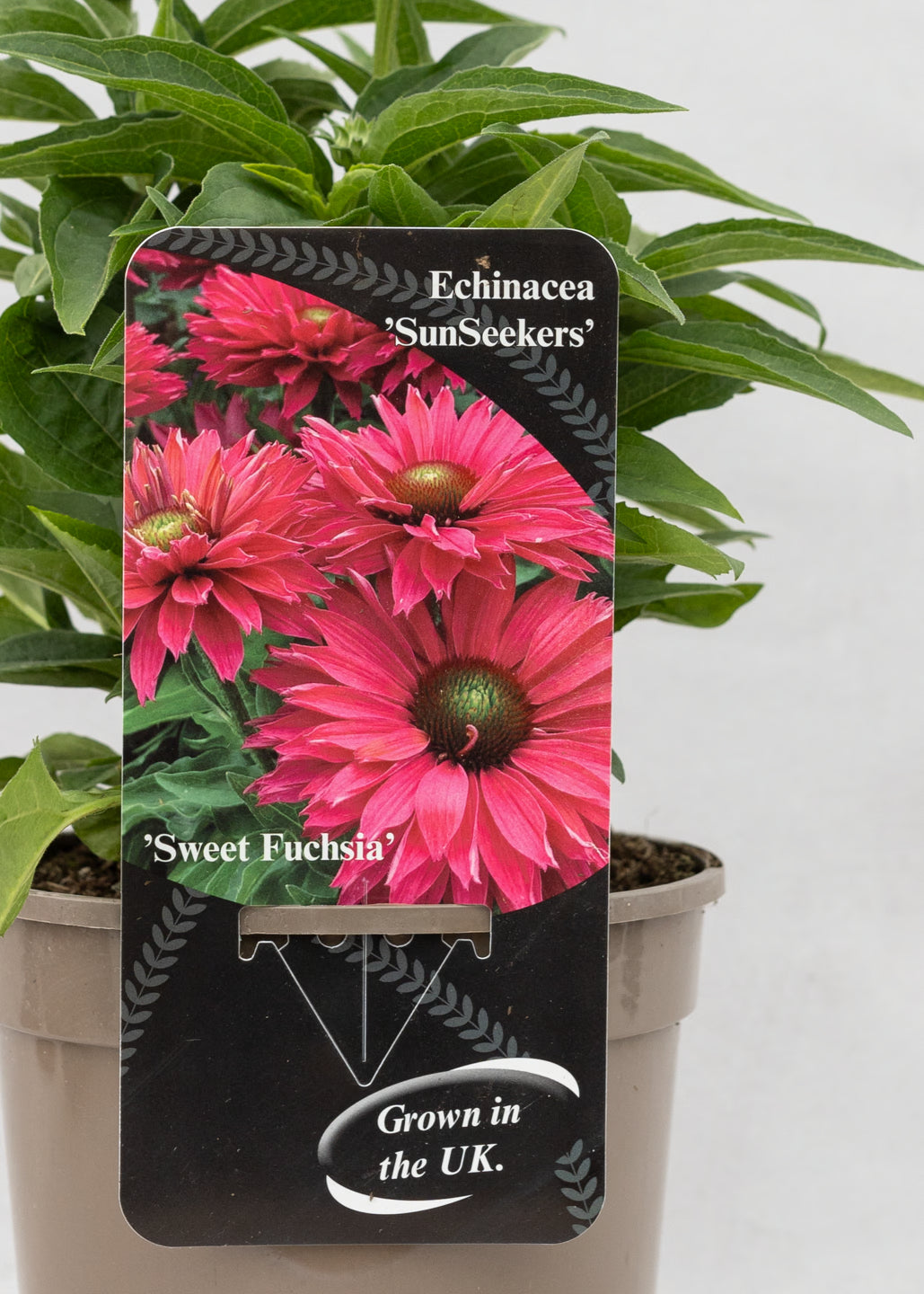 Echinacea 'Sunseekers' Sweet Fuchsia