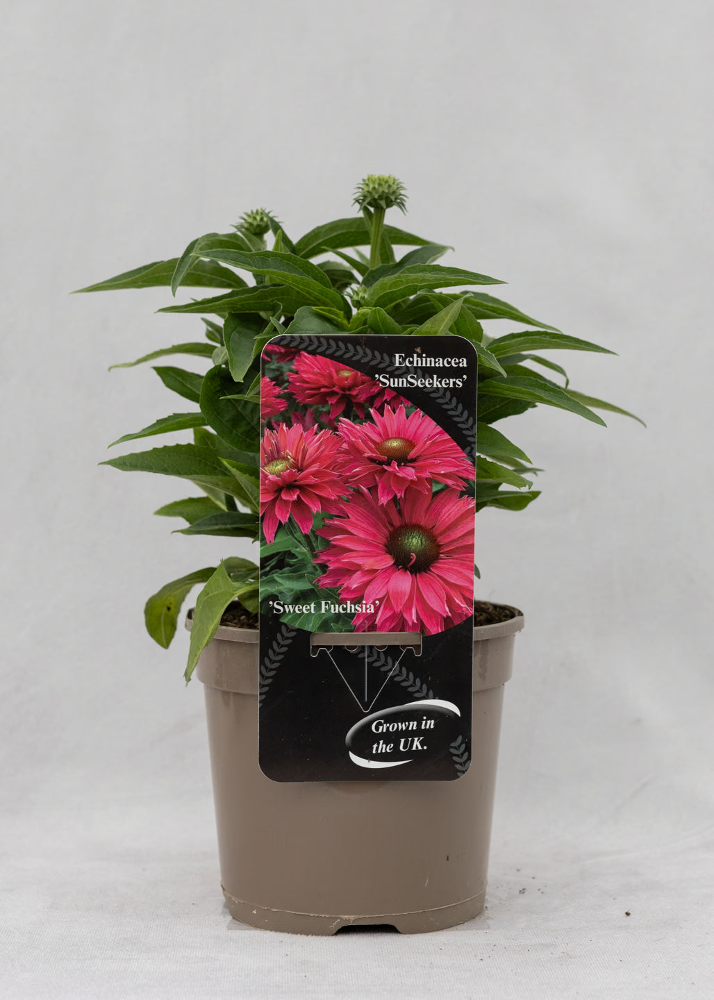 Echinacea 'Sunseekers' Sweet Fuchsia