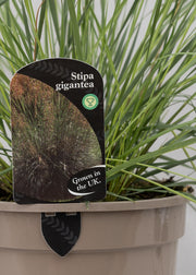 Stipa 'Gigantea'
