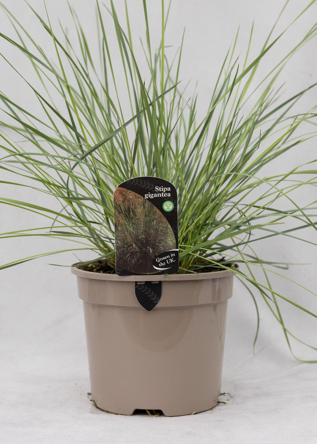 Stipa 'Gigantea'