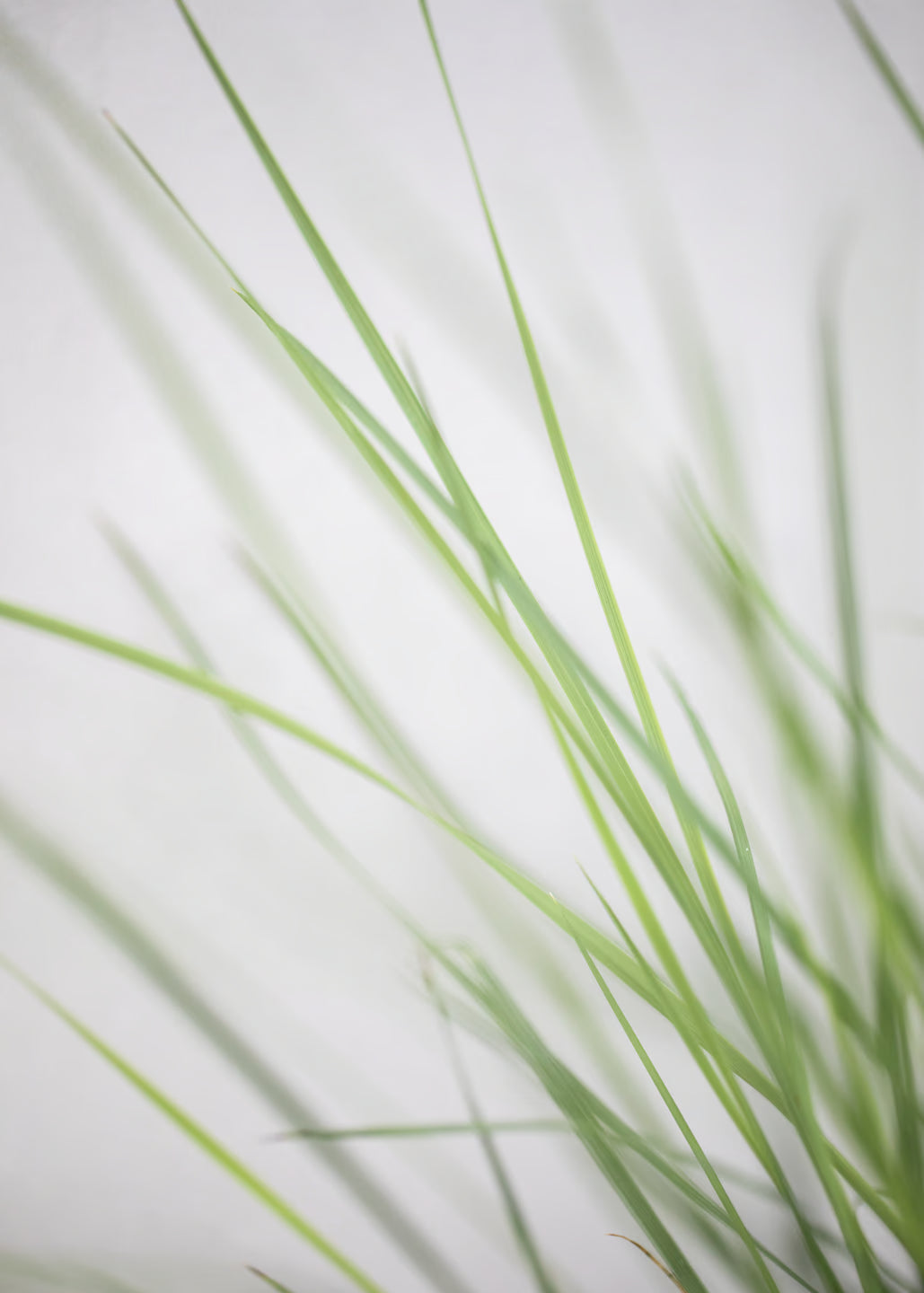 Stipa 'Gigantea'