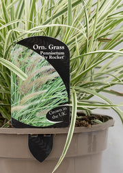 Pennisetum x advena 'Sky Rocket'