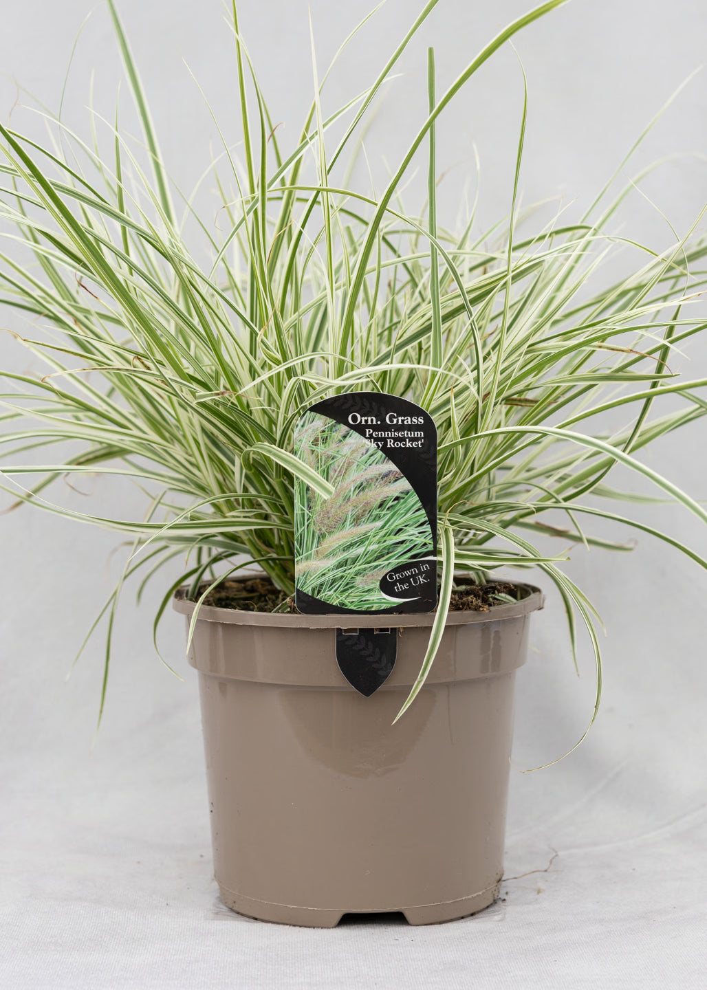 Pennisetum x advena 'Sky Rocket'