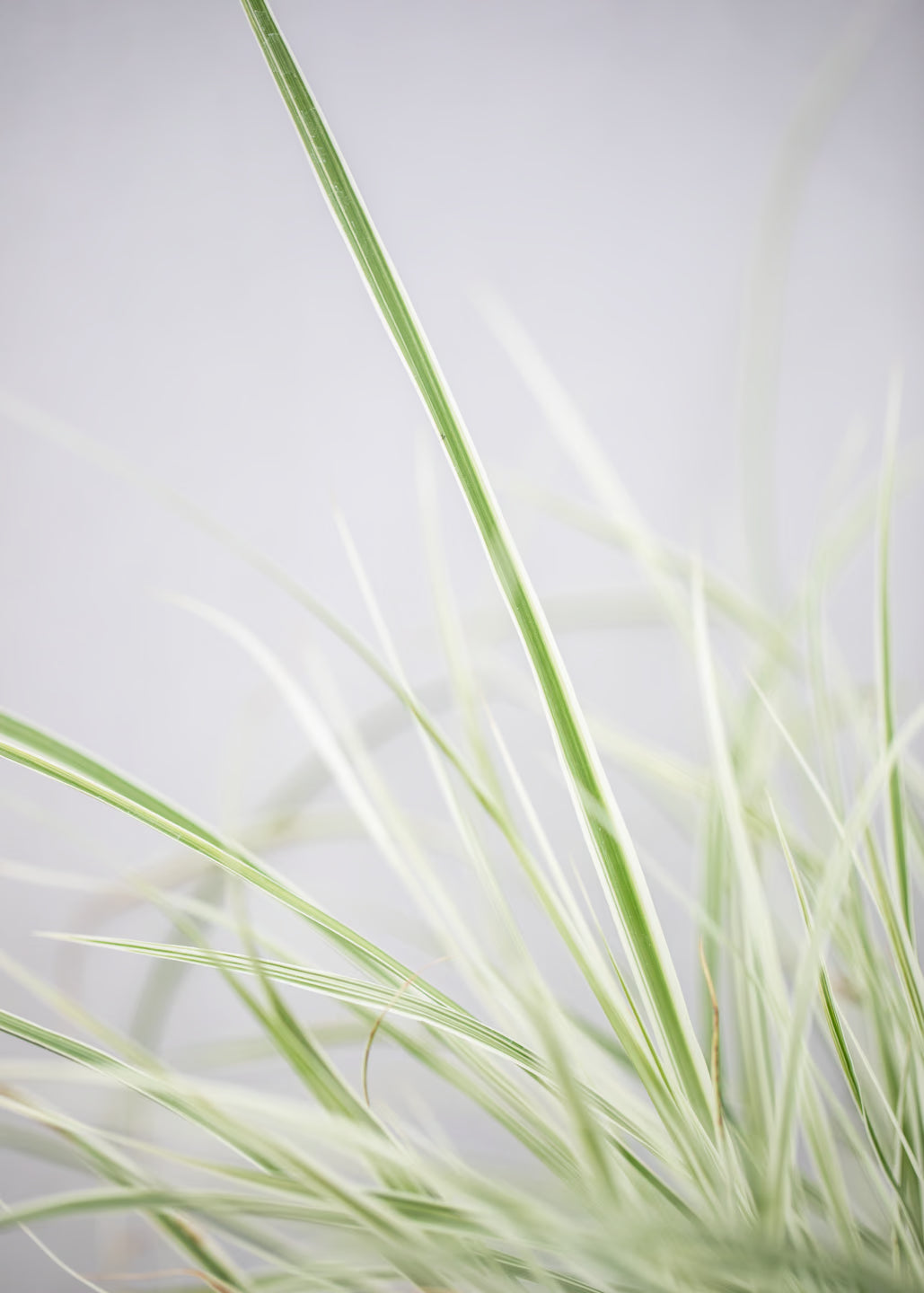 Pennisetum x advena 'Sky Rocket'