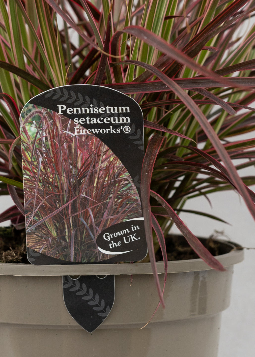 Pennisetum x advena 'Fireworks'