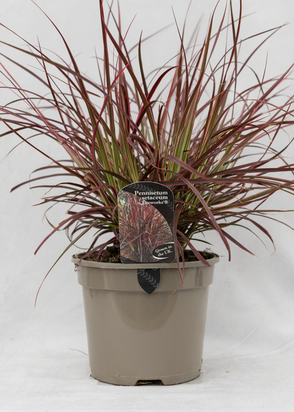 Pennisetum x advena 'Fireworks'