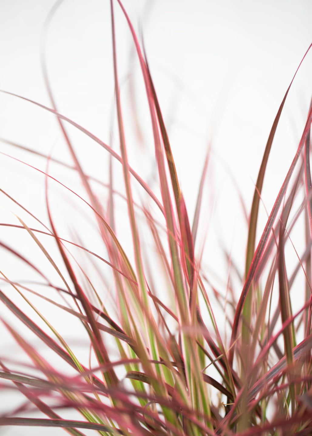 Pennisetum x advena 'Fireworks'