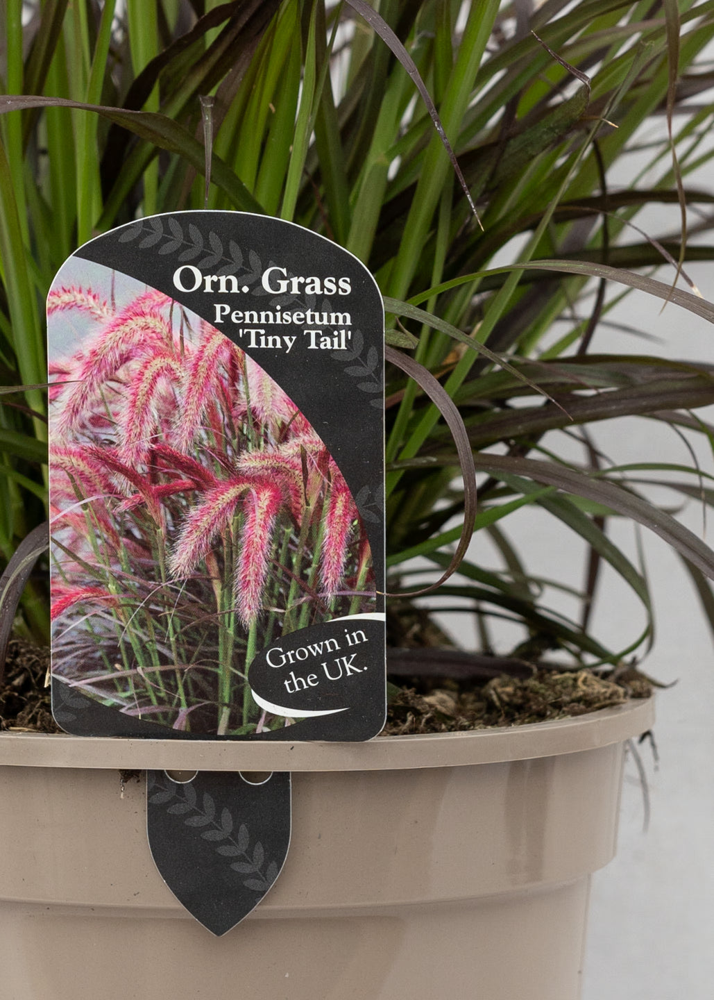 Pennisetum 'Tiny Tails'