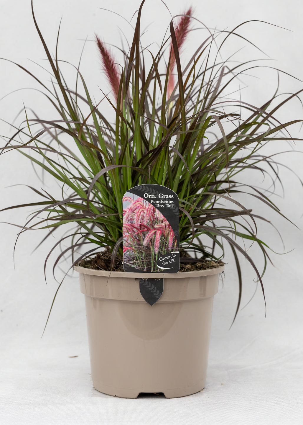 Pennisetum 'Tiny Tails'