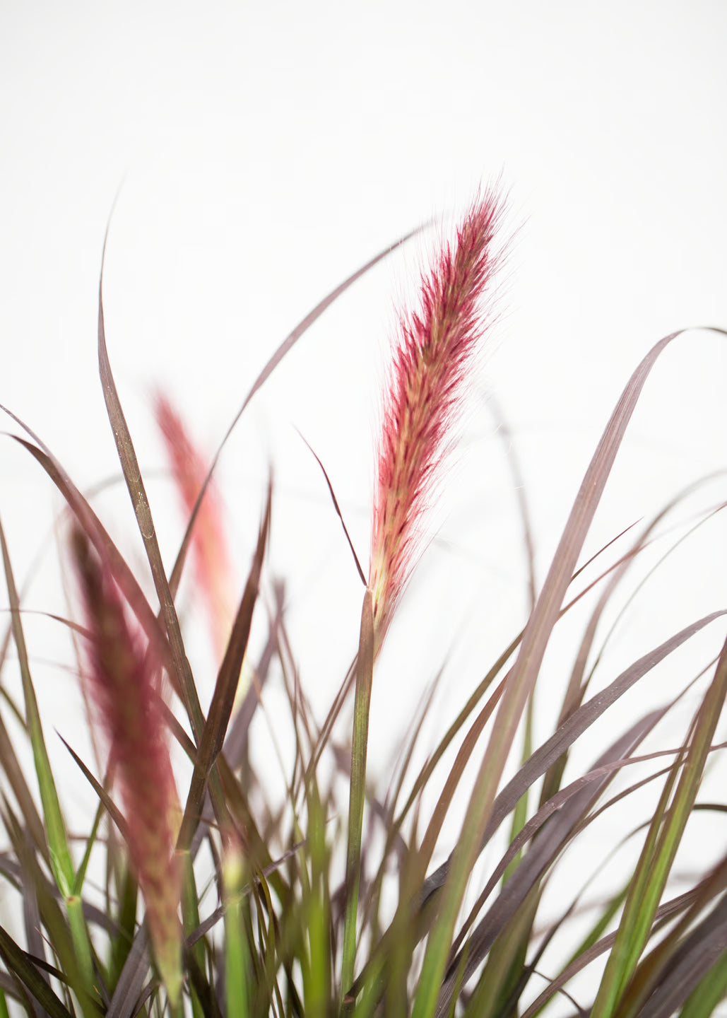 Pennisetum 'Tiny Tails'