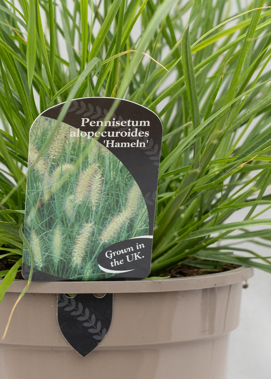 Pennisetum alopecuroides 'Hameln'