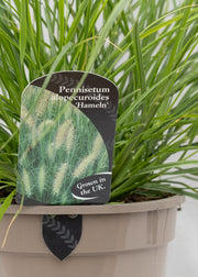 Pennisetum alopecuroides 'Hameln'