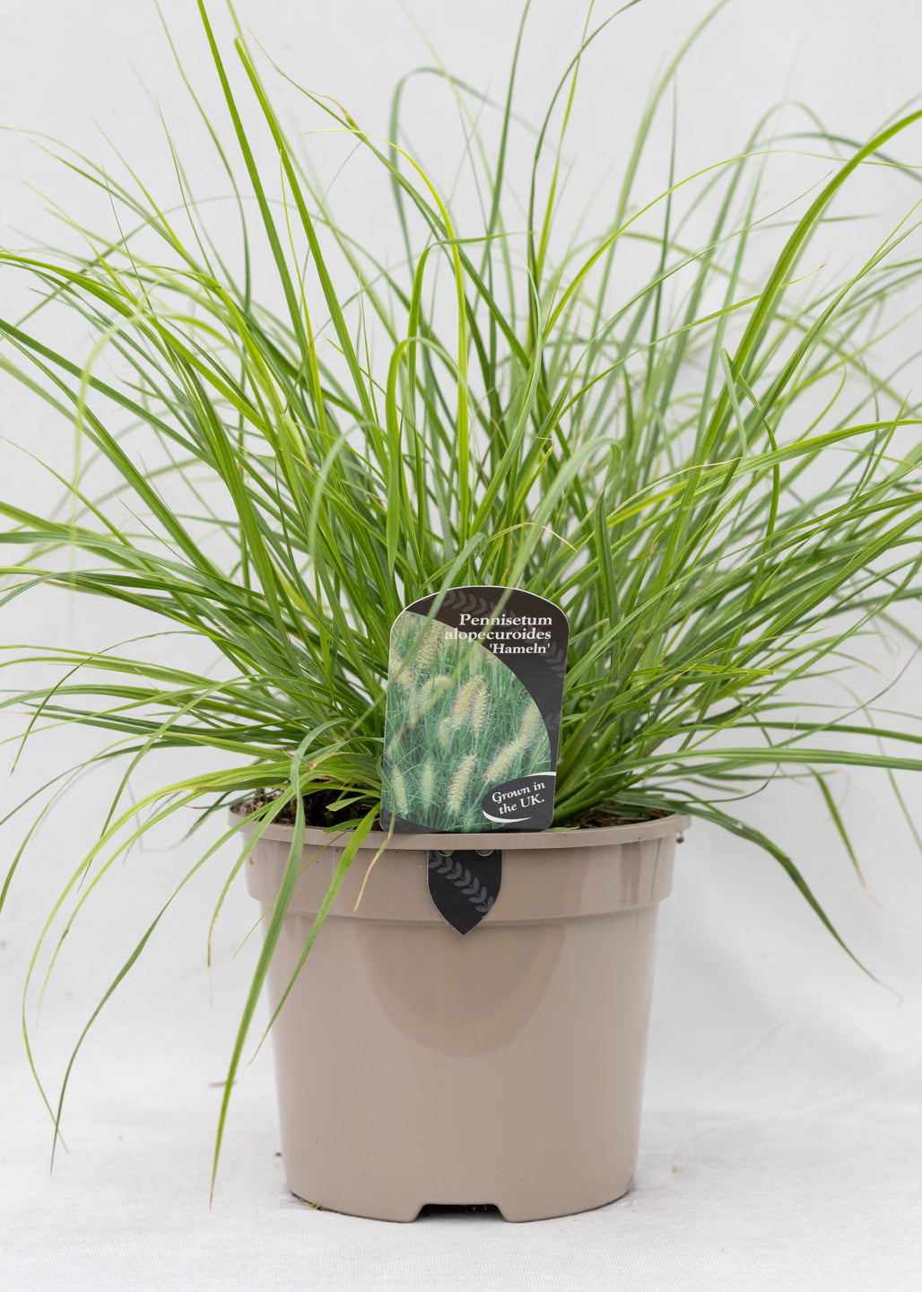 Pennisetum alopecuroides 'Hameln'