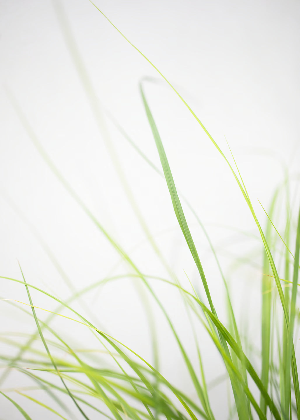 Pennisetum alopecuroides 'Hameln'