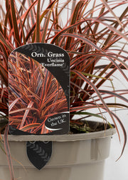 Uncinia 'Everflame'