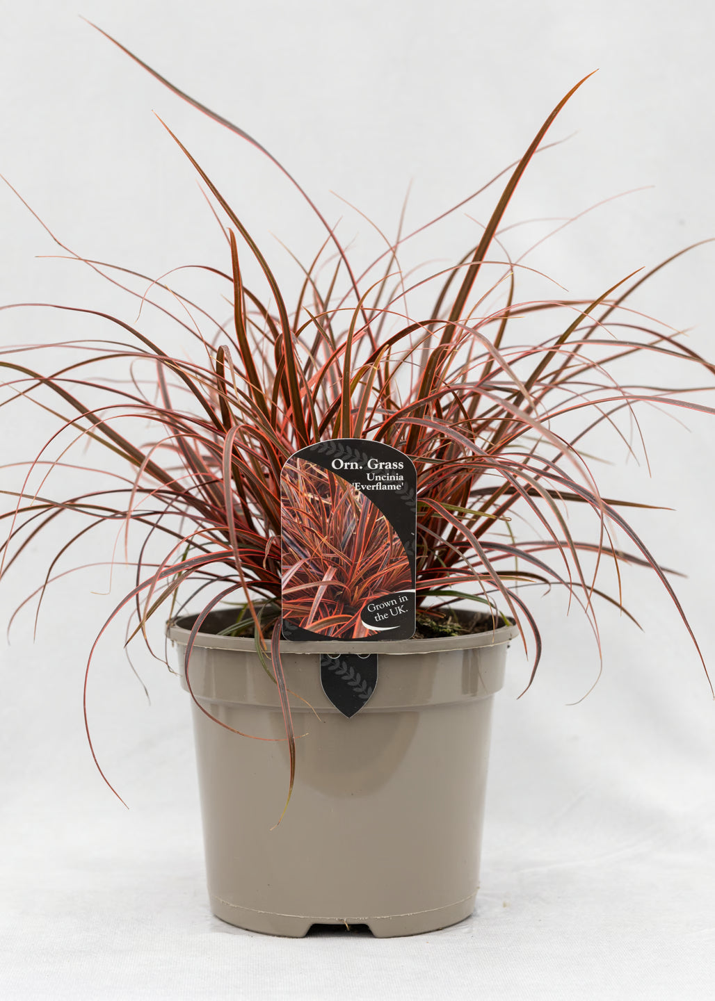 Uncinia 'Everflame'