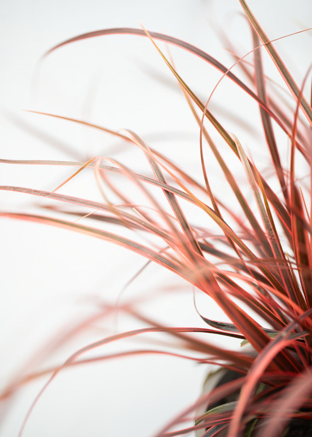 Uncinia 'Everflame'